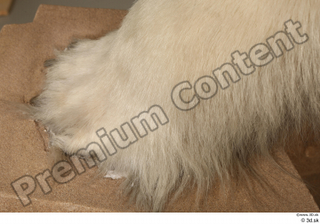 Polar bear foot 0013.jpg